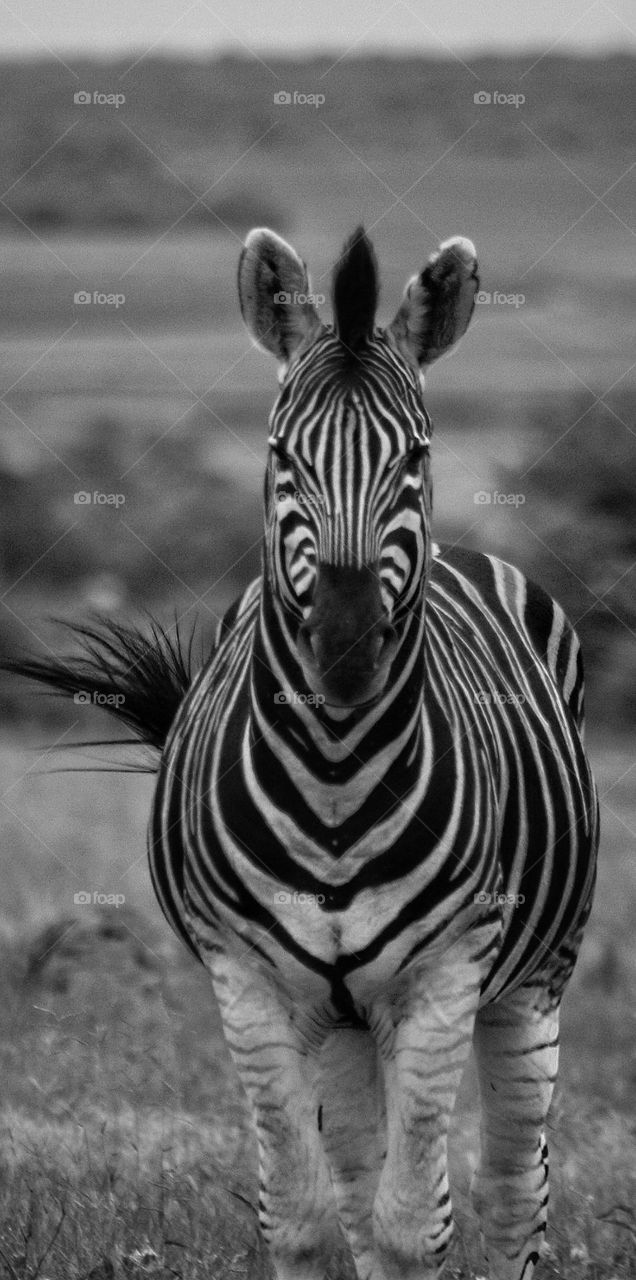 A zebra staredown.