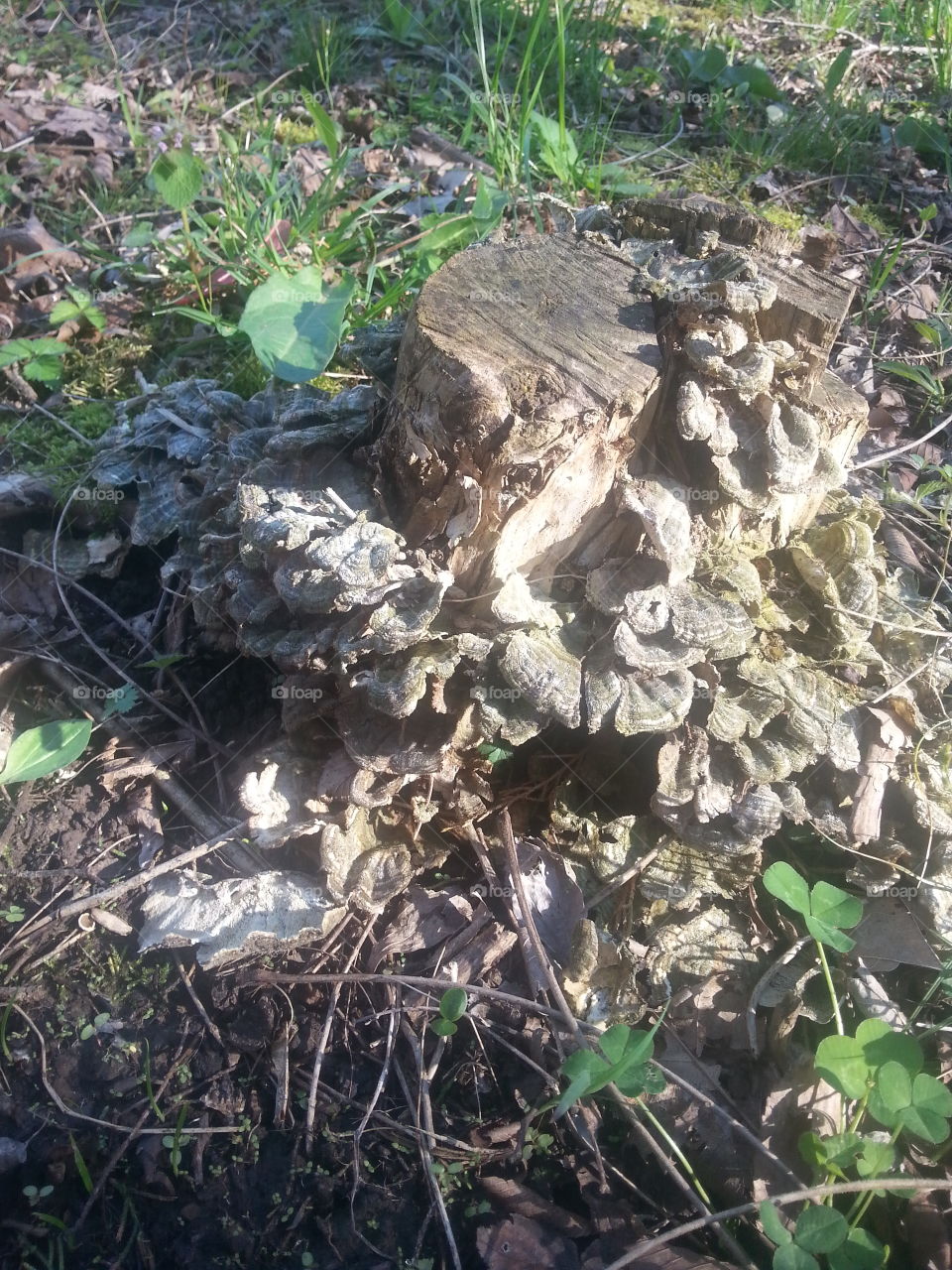 Tree stump