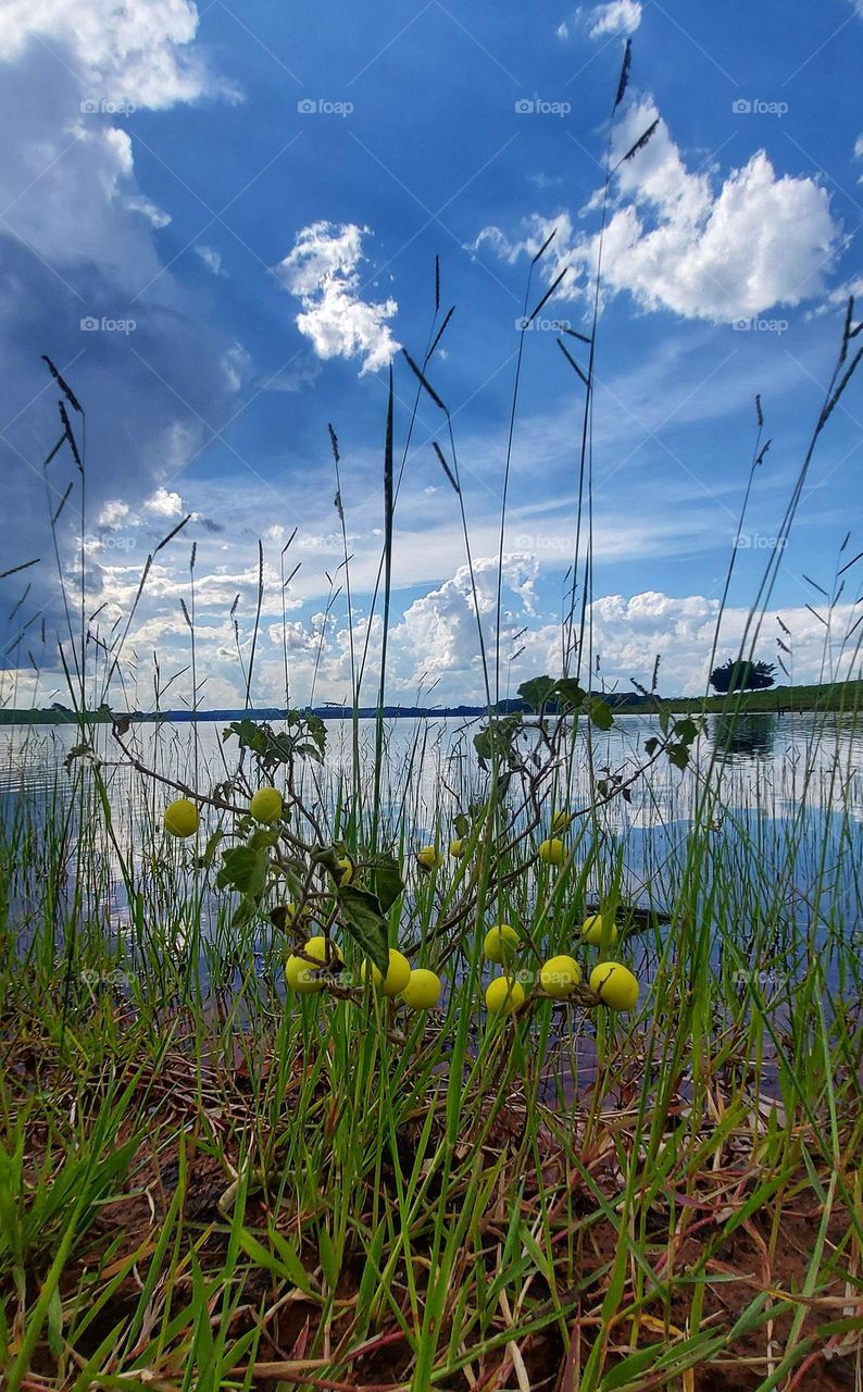 Juá a beira da represa