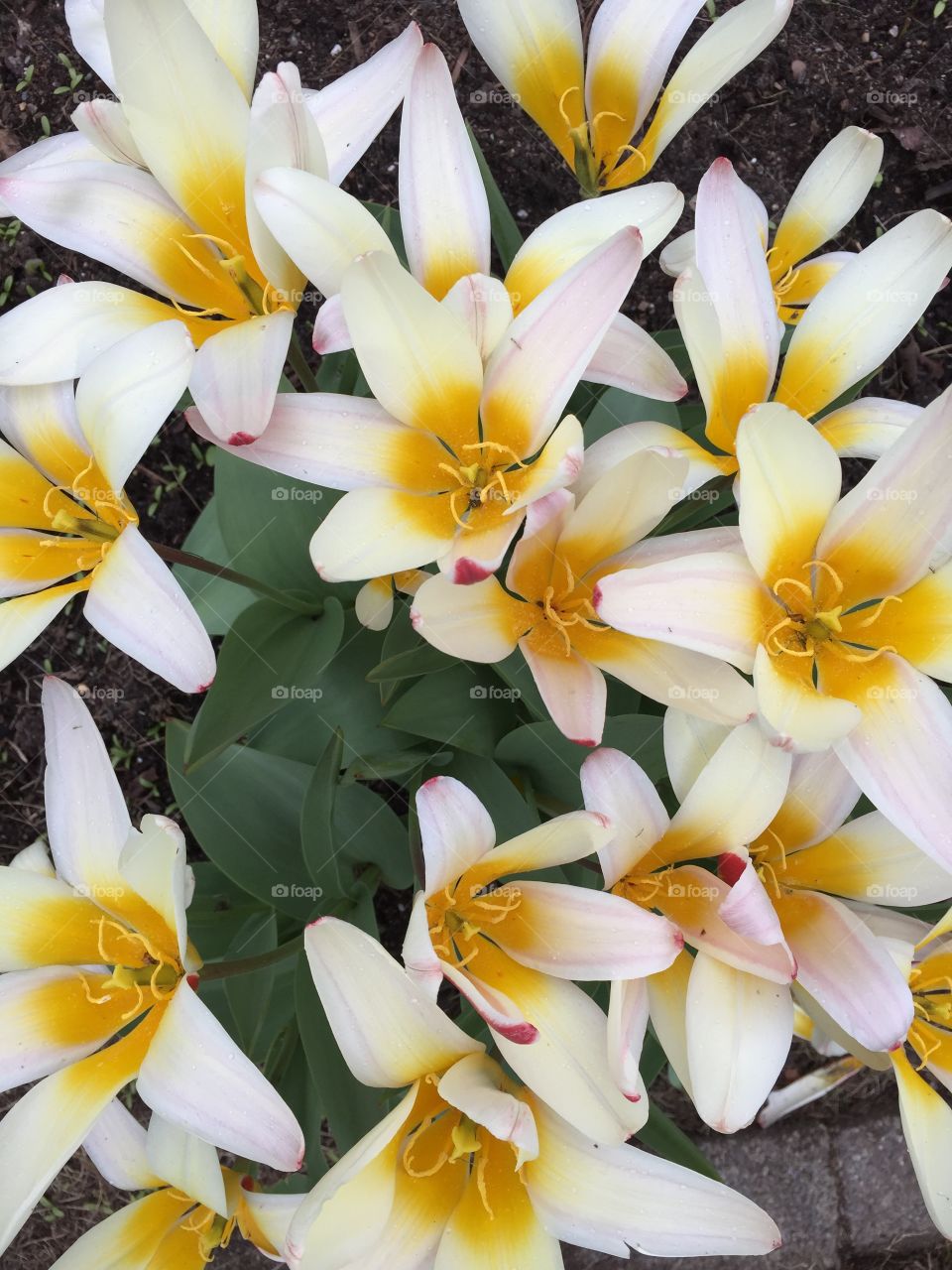 Spring Flowers