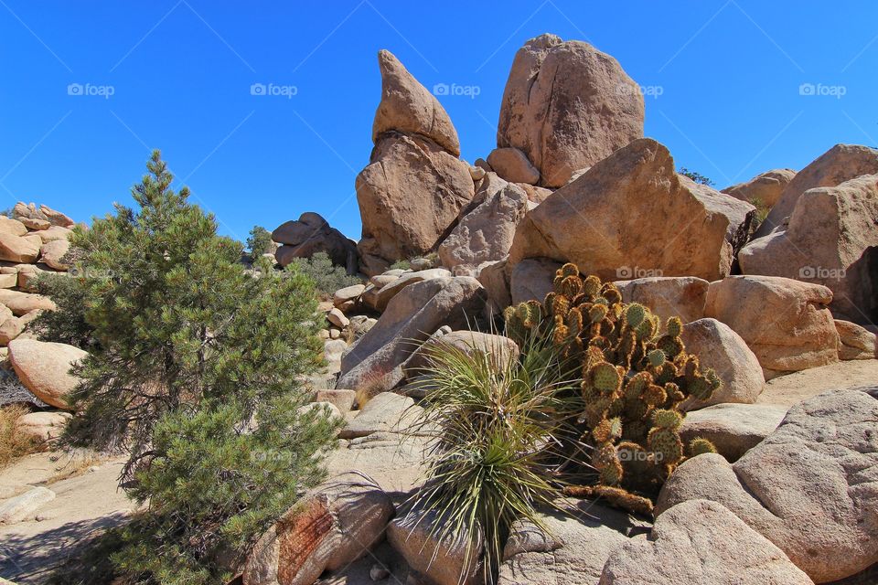 Joshua tree national park