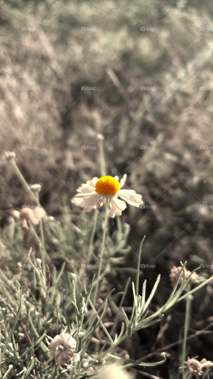 might be just a weed but everything holds beauty