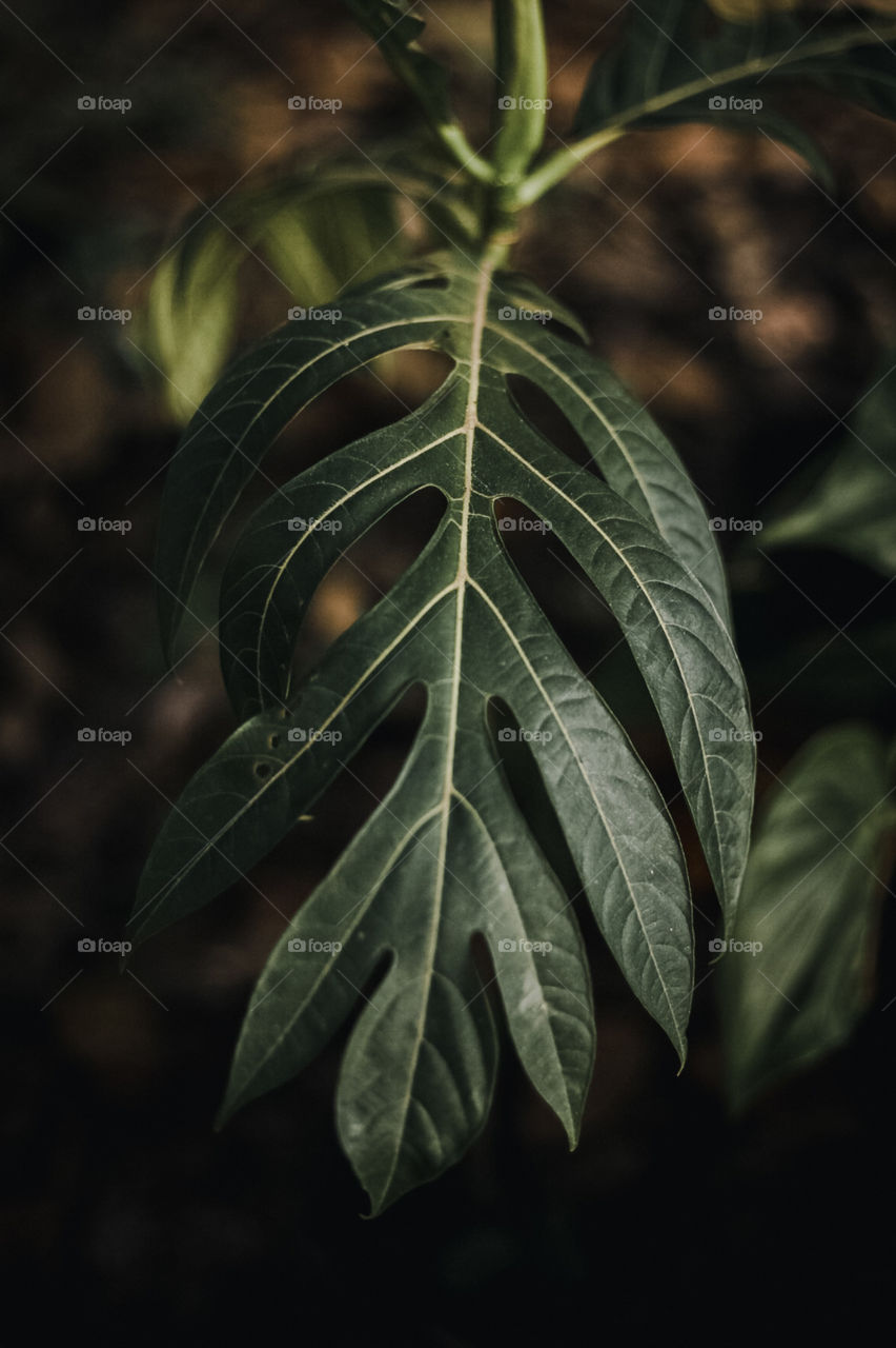 Leaf 