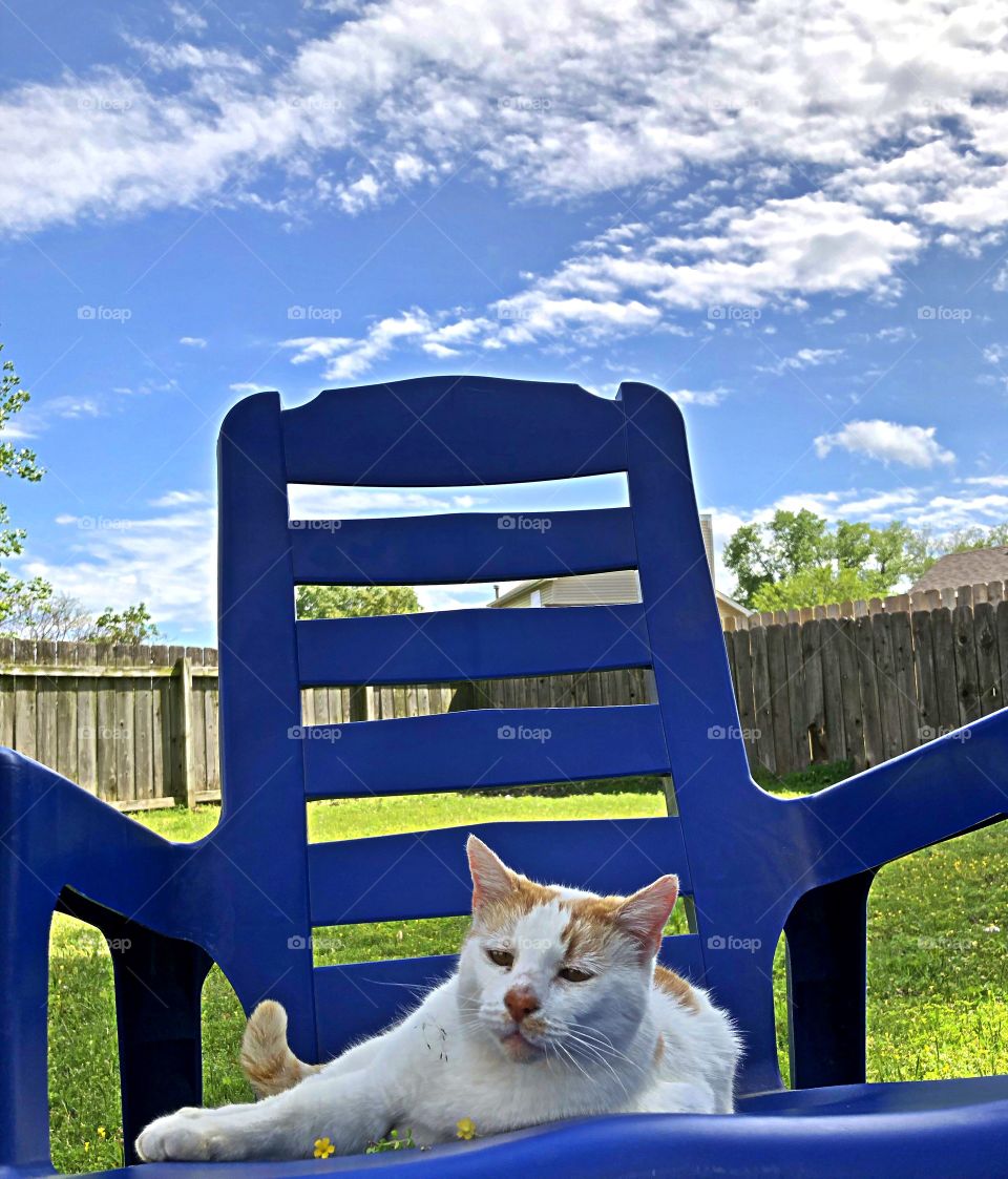 Cat in rocker