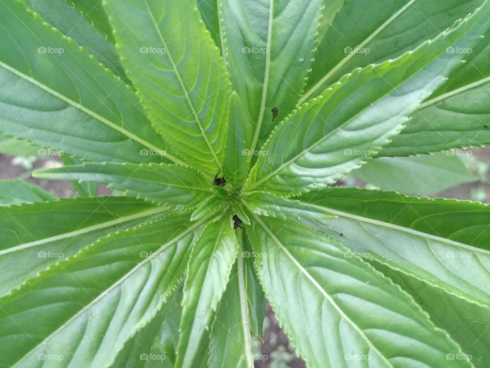 green leaf