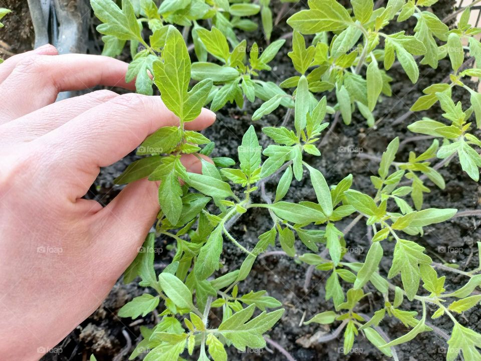 tomato seedlings growing in boxes.