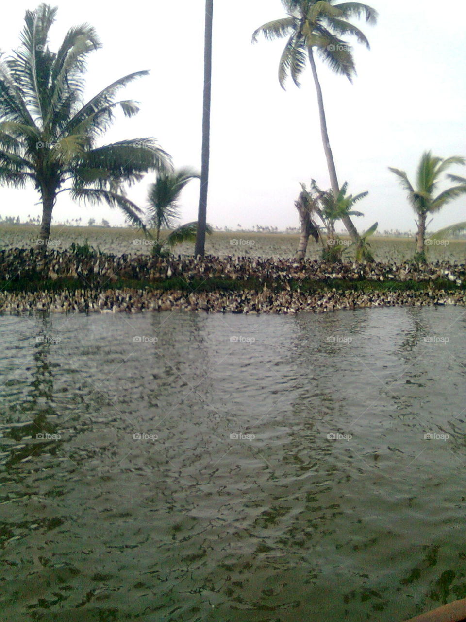 @ Alappuzha