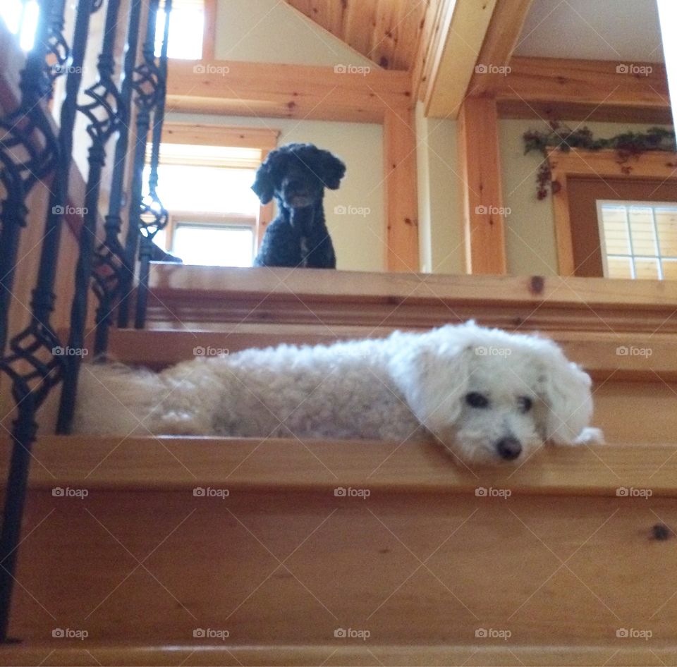 Dogs on stairs