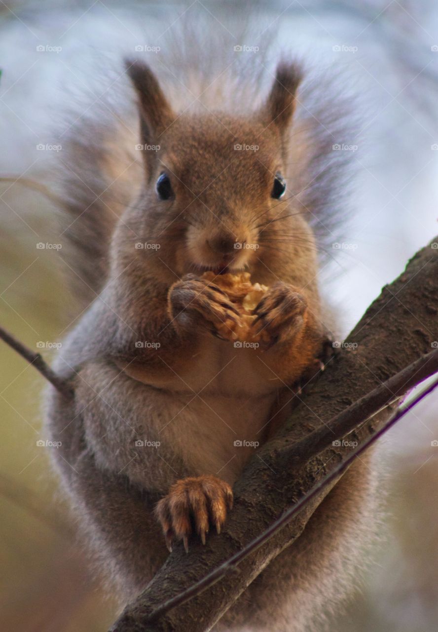 Squirrel eating food on branch