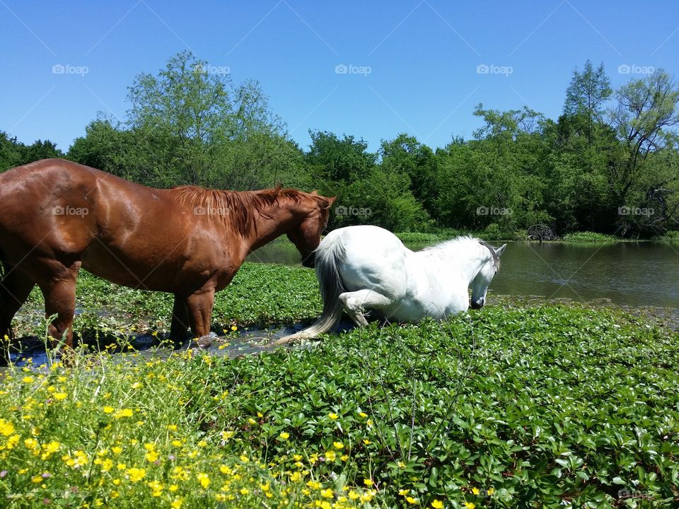 Horses Walking into Water