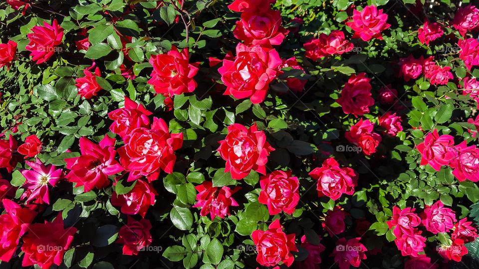 Wall of Roses- A sunny daytime view of our lovely knockout roses.