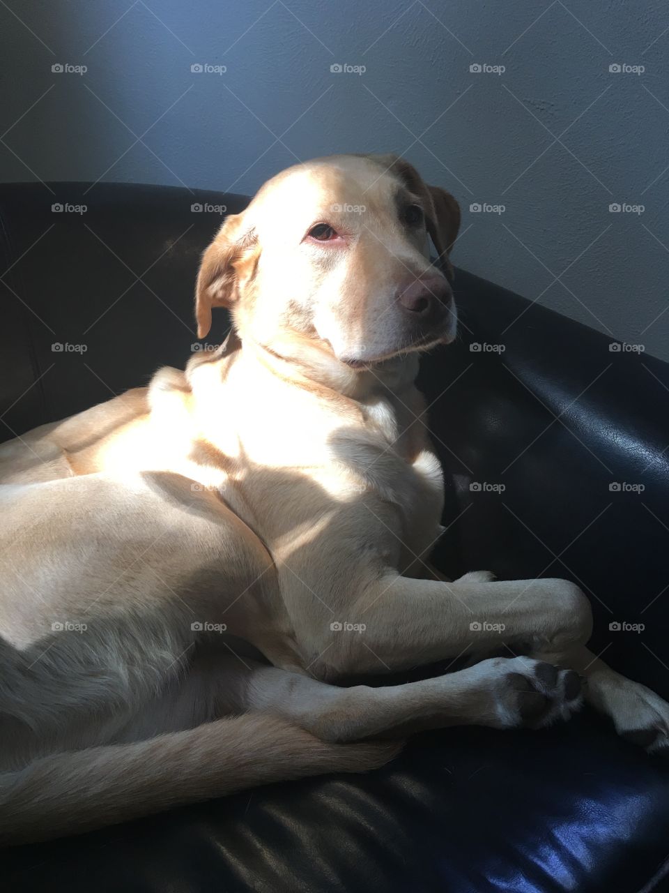 sunlight hitting yellow lab in her favorite chair