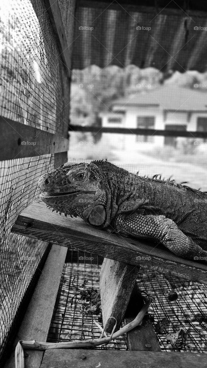 Sad Iguana