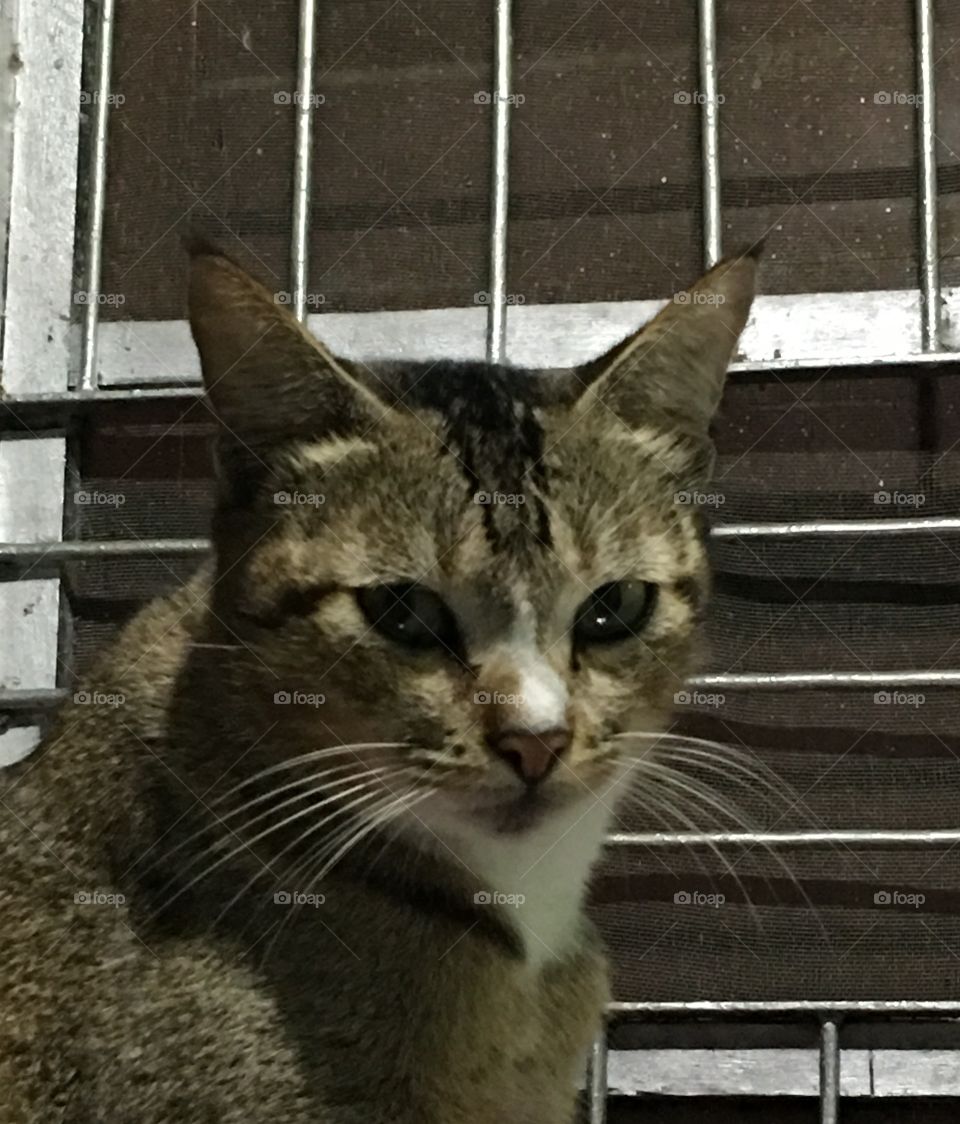 “It’s look”. It seems like saying something with her eyes 