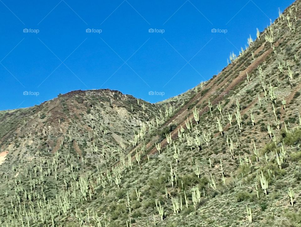 Saguaro forest