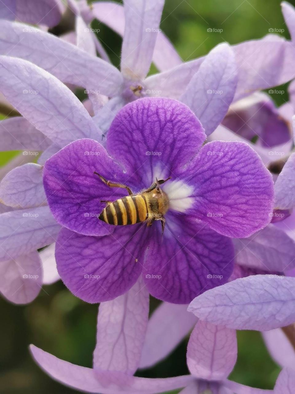 Flower: purple # bee