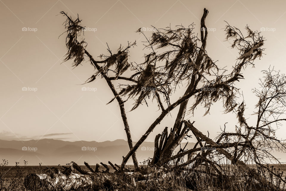 Fuzzy tree and driftwood create strange natural artwork on the ocean shore