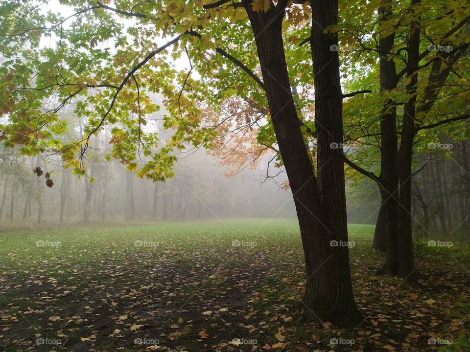Tonal Perspective with Trees in the Park