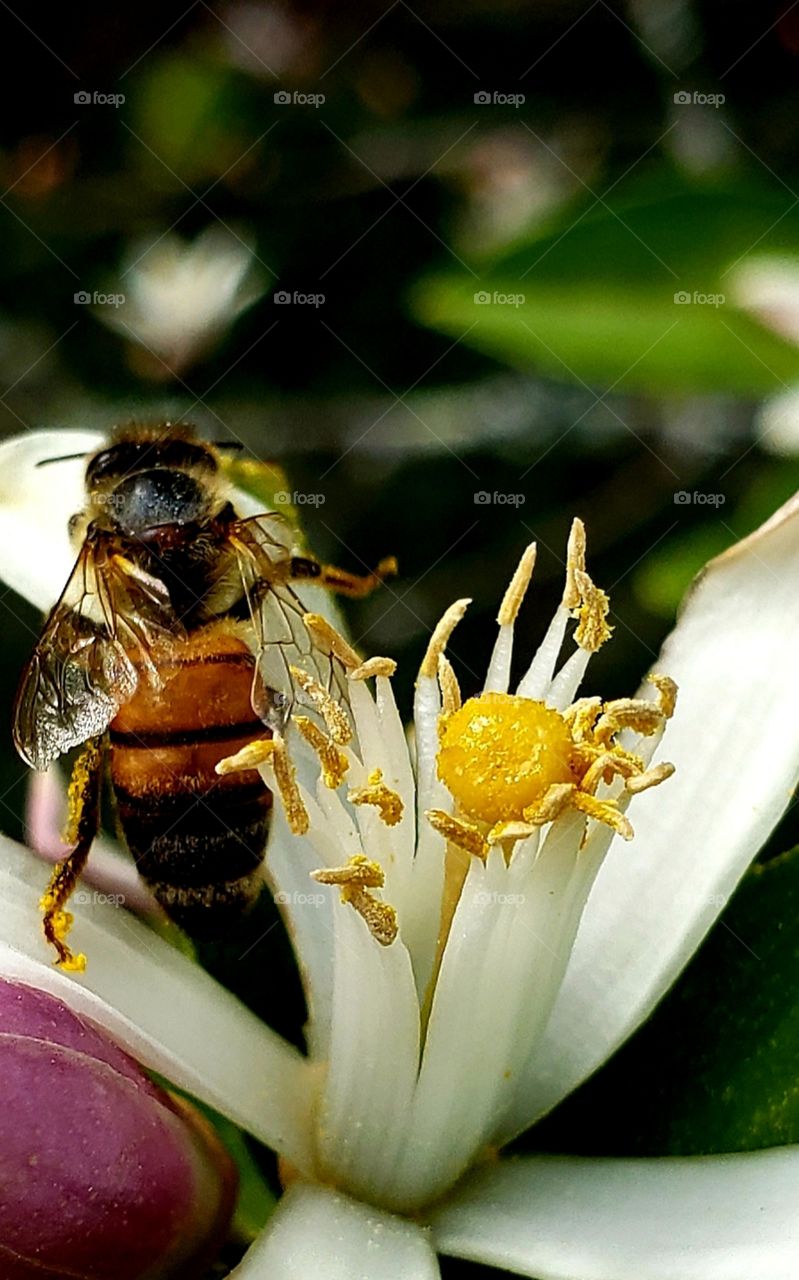 Honey Bee on citrus flowers.