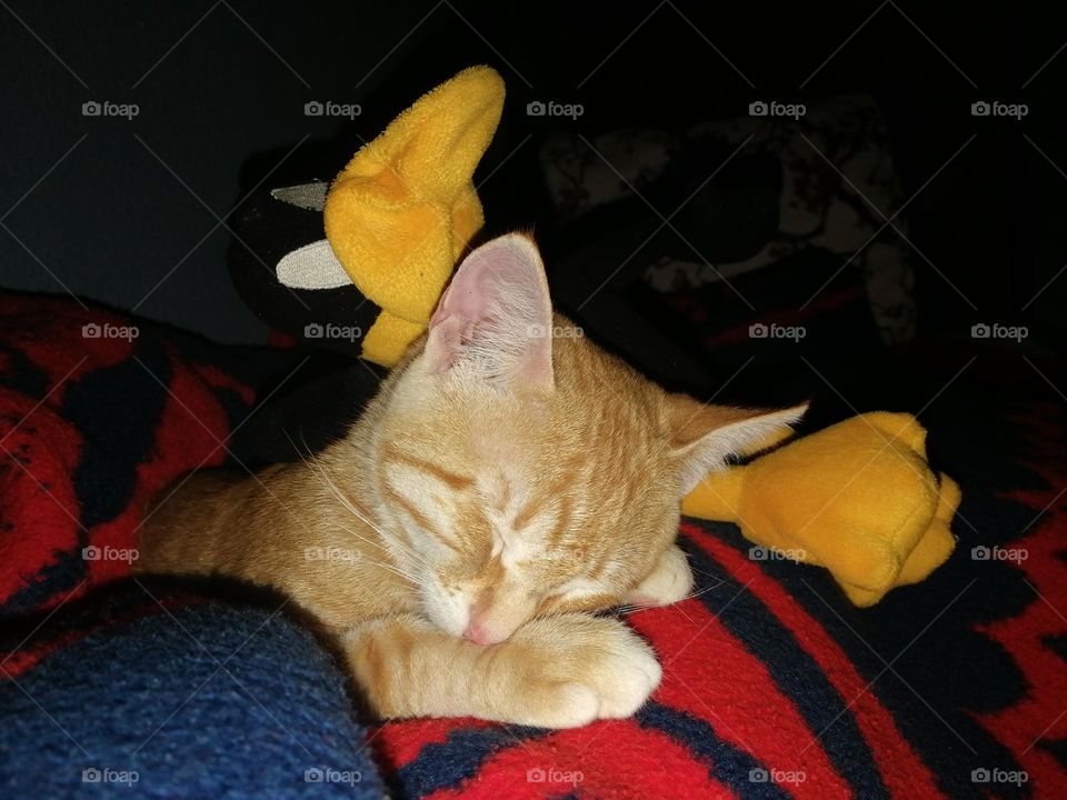 A beautiful sleeping cat picture