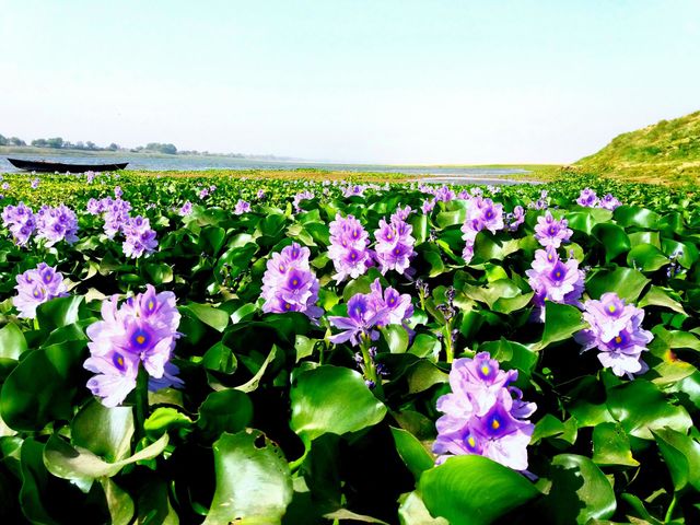 Flowers Rajaram Nishad Uttar Pradesh U.P
