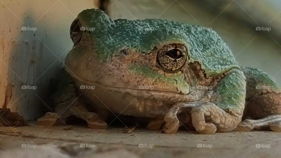 Reptile, No Person, Amphibian, Animal, Wildlife