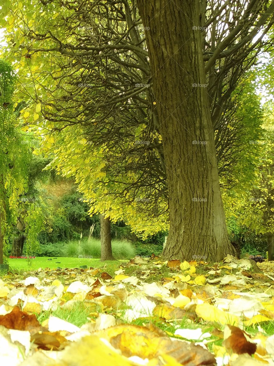 It will be that autumn comes