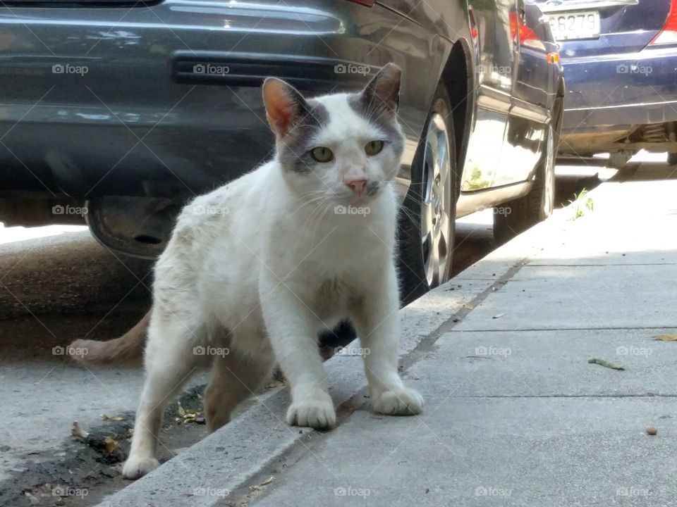 Just a curious cat on the streets
