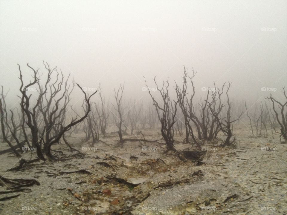 the dead forest of papandayan mountain