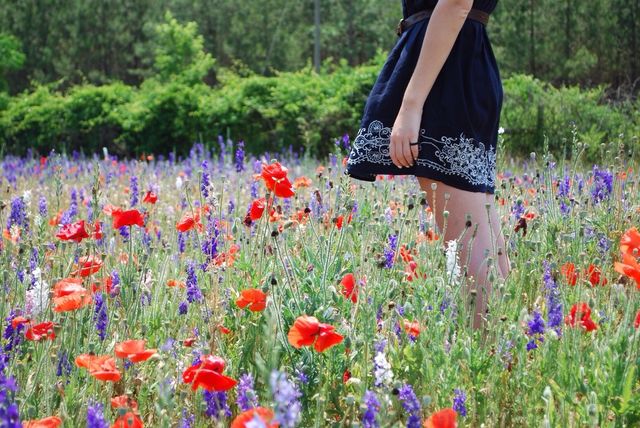 Poppies