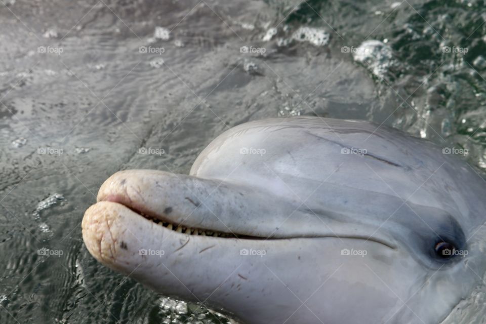 Wild Dolphin head and face closeup 