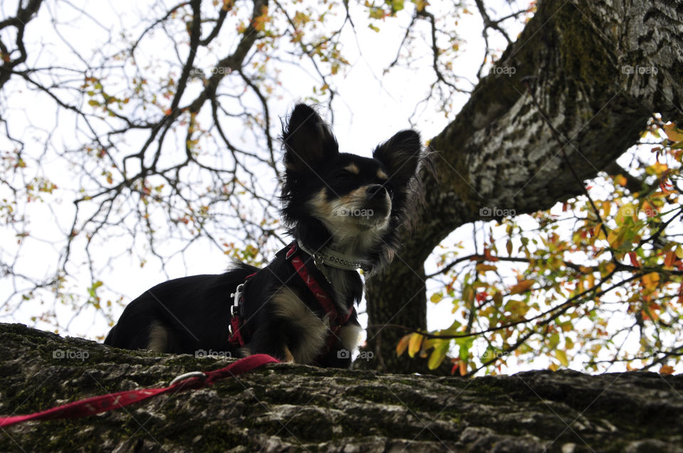 spring tree dog trees by berry