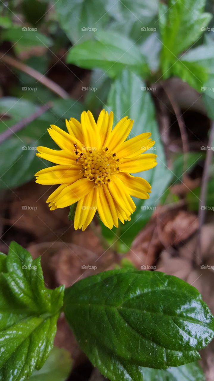 Elevated view of ant on flower