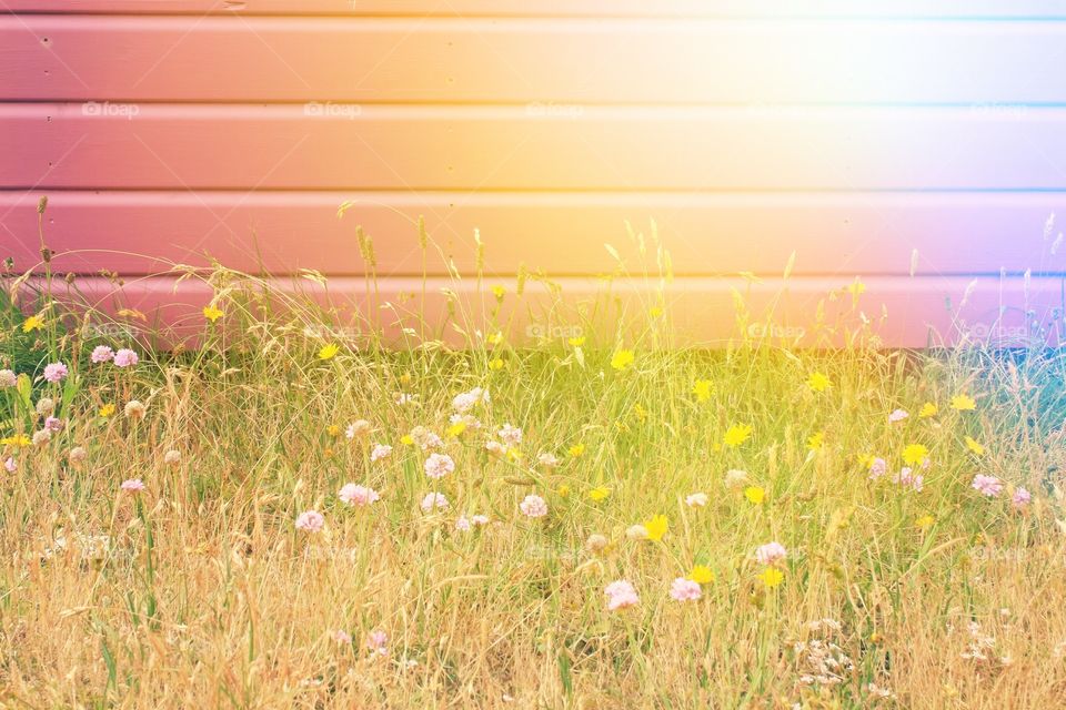Grass against pink painted wood with a sun glare 