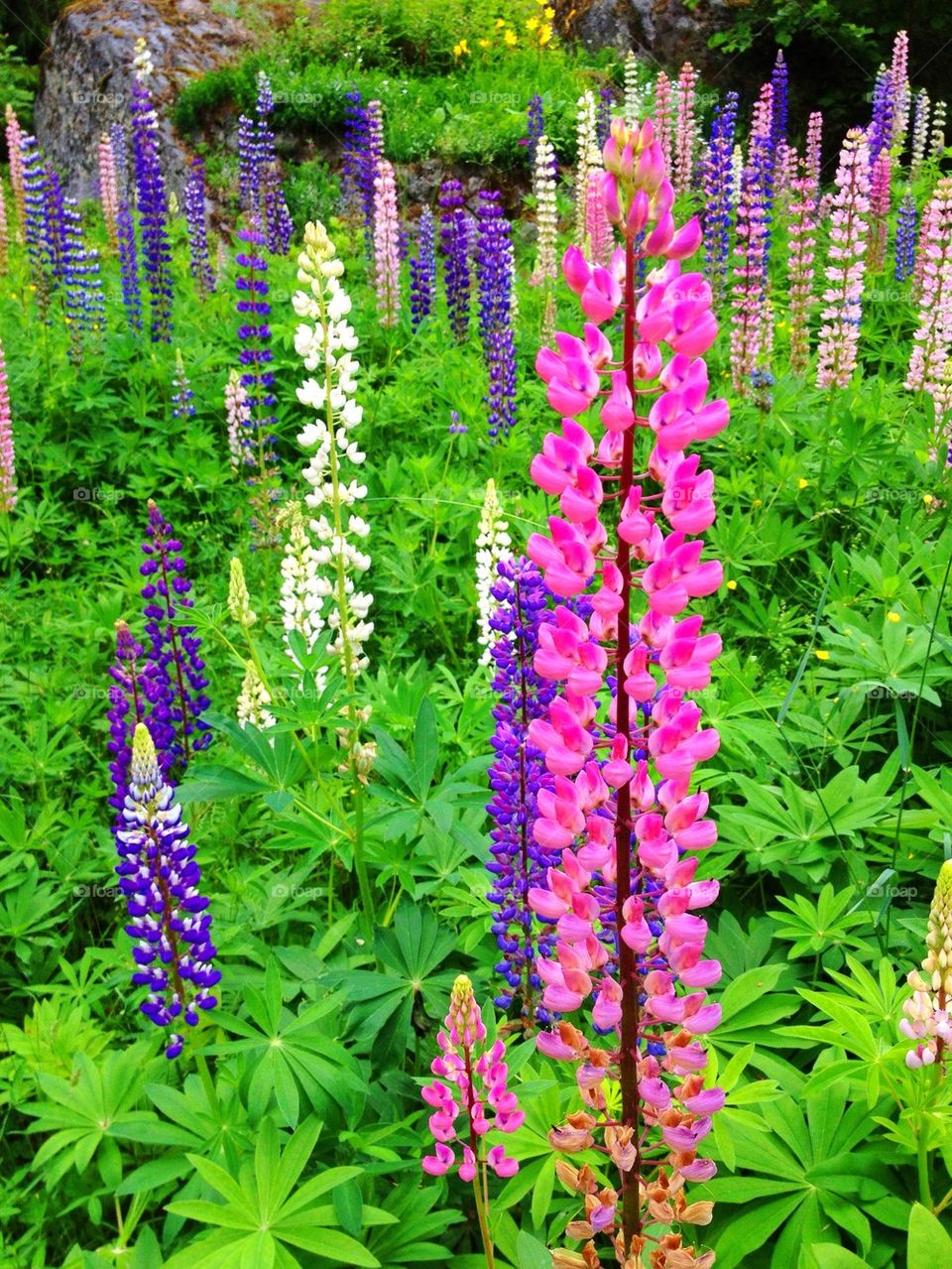 Lupins