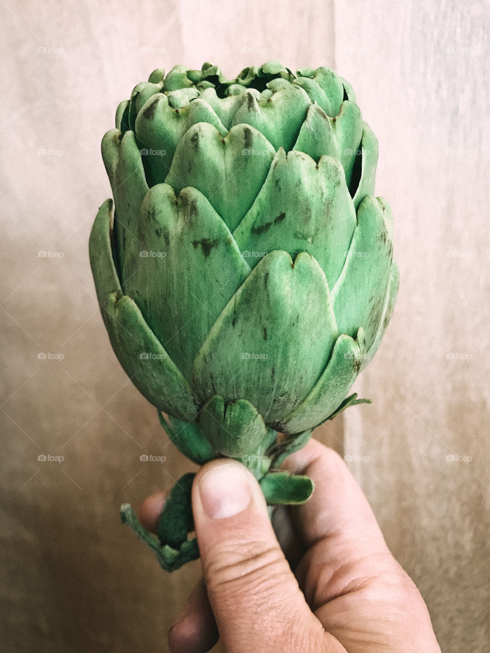 Hand holding Artichoke 