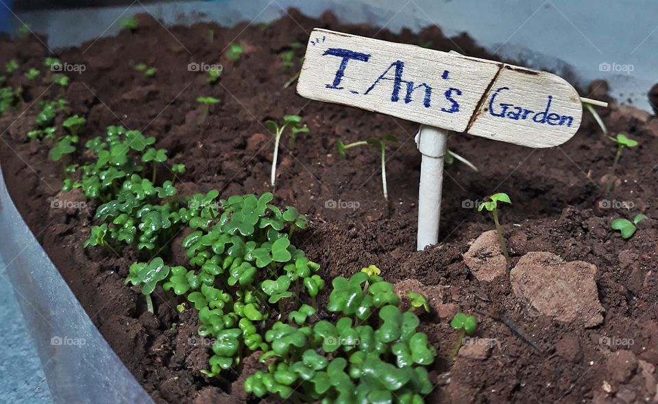 small garden