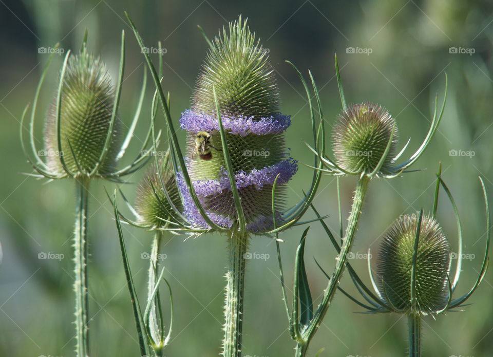 A bee pollinating a green sticker bush with lots of texture and delicate purple flowers