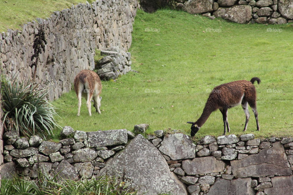 Alpacas eating at Machu Picchu 