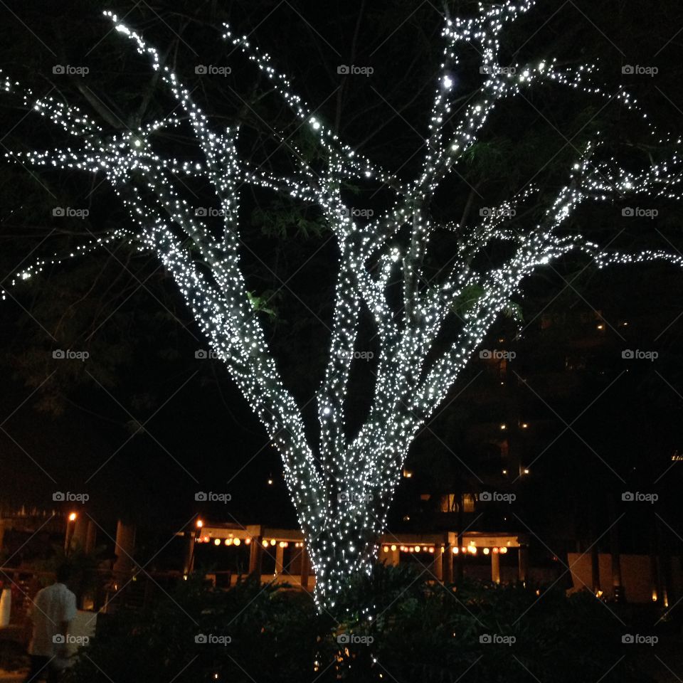 A still life of lights on a tree.