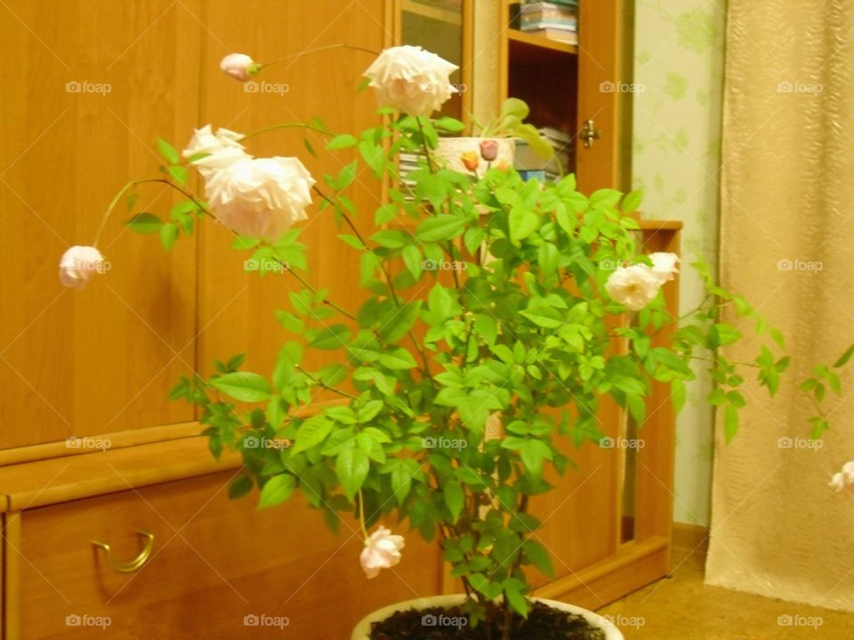 House plants in pots