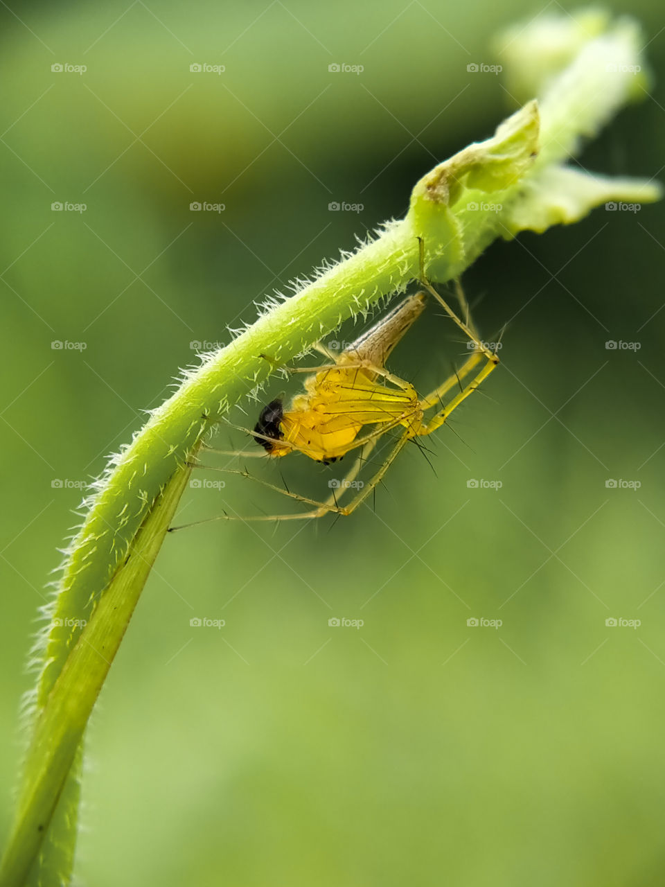 A three milimeters long jumping spider is searching for its prey on the stem of the plant.  Perhaps it is waiting for you!