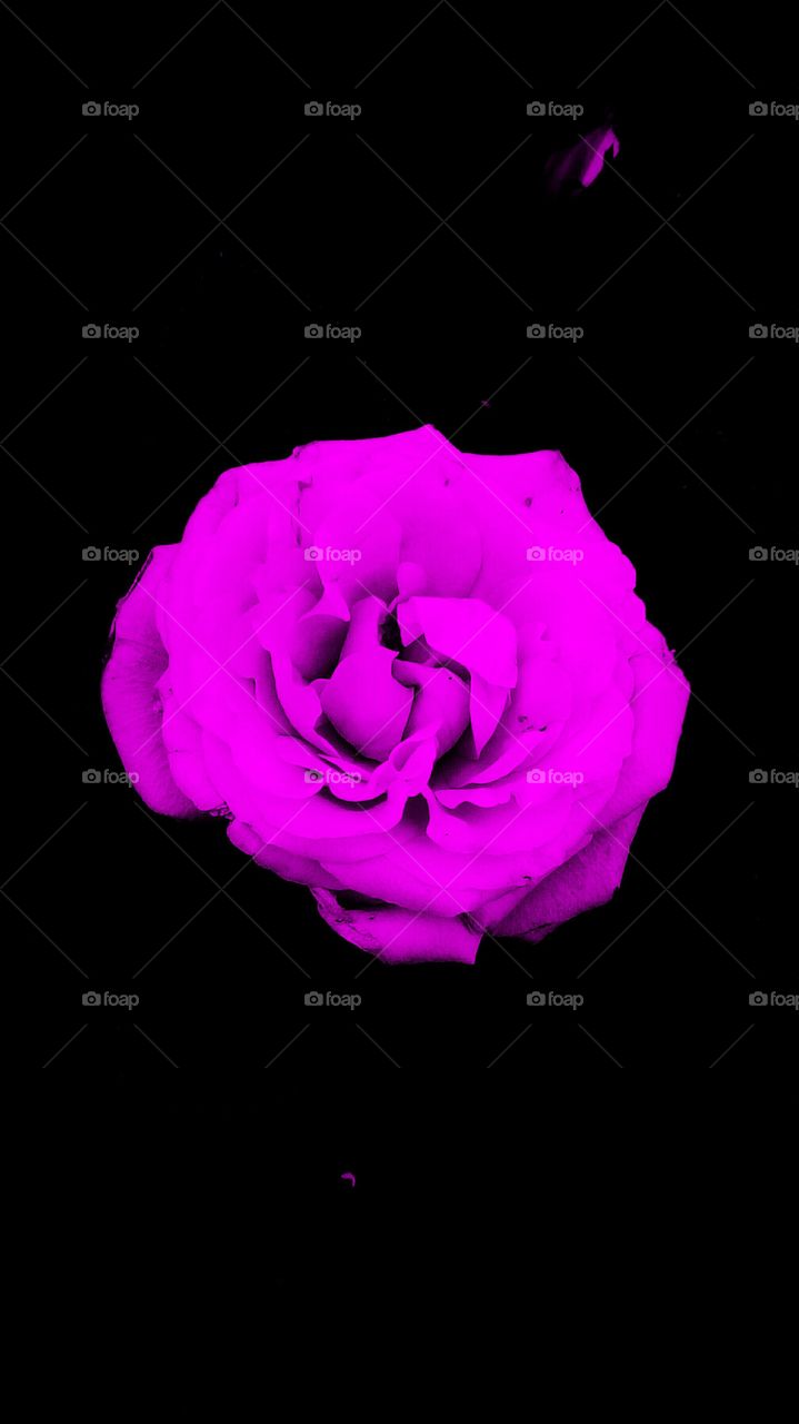 Blooming beautiful purple rose on black
backround in closeup