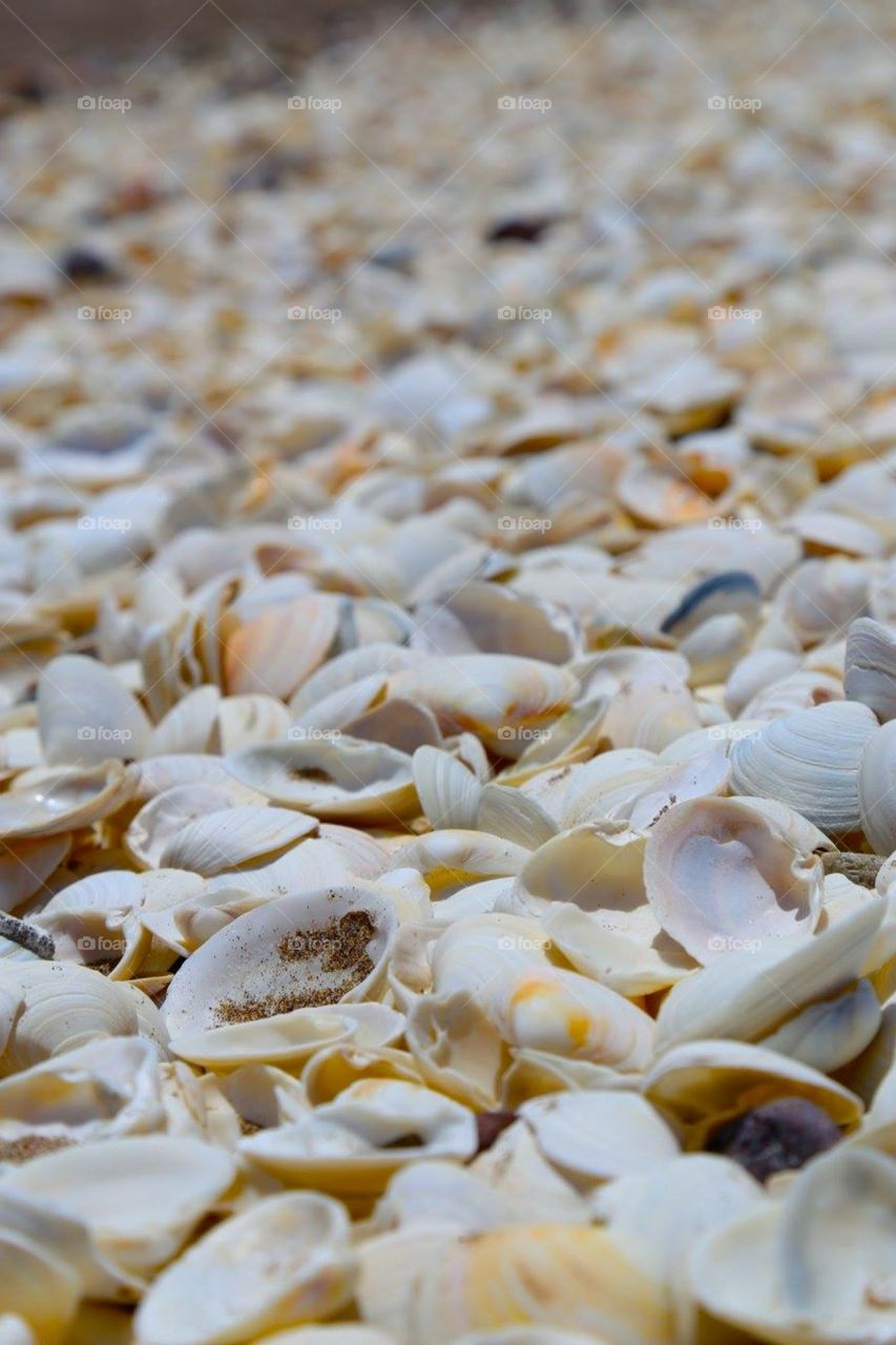 Shells on the beach in La Serena, Chile 