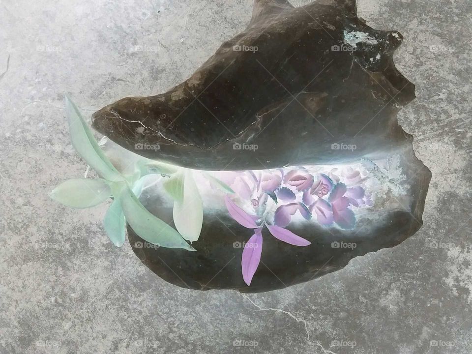 plants in a Conklin shell