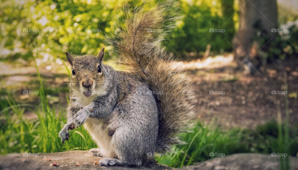 Grey squirrel eating nuts looking guilty 