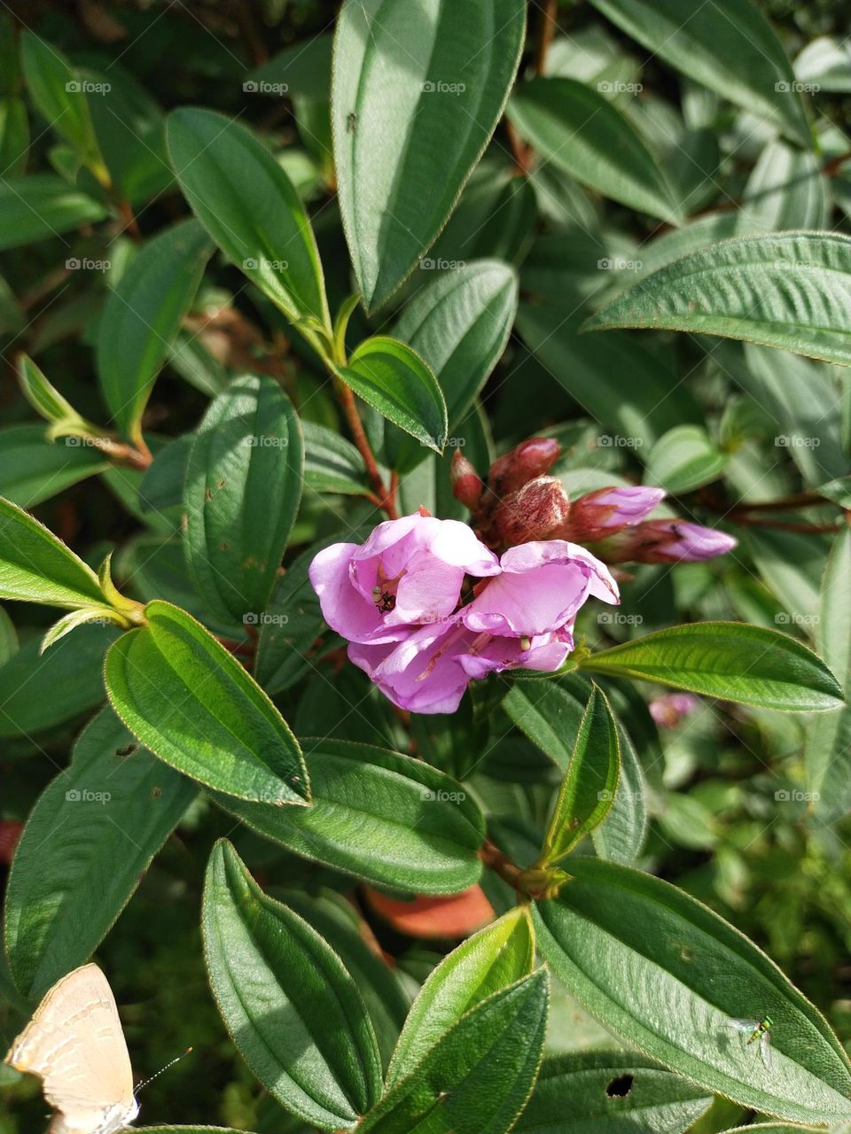 How many flowers do you want to buy