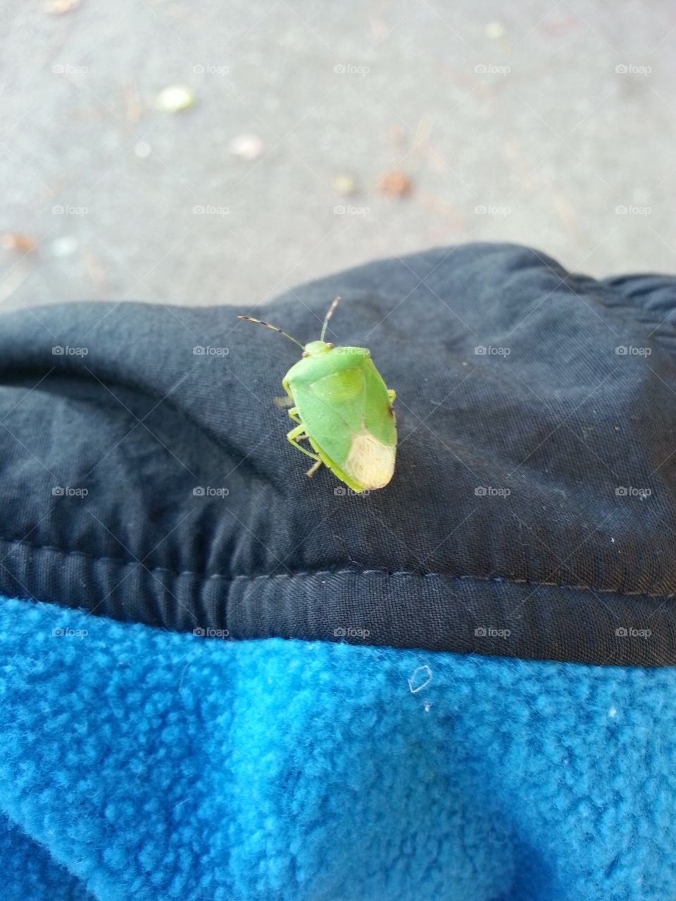 stinkbug. vermont stinkbug