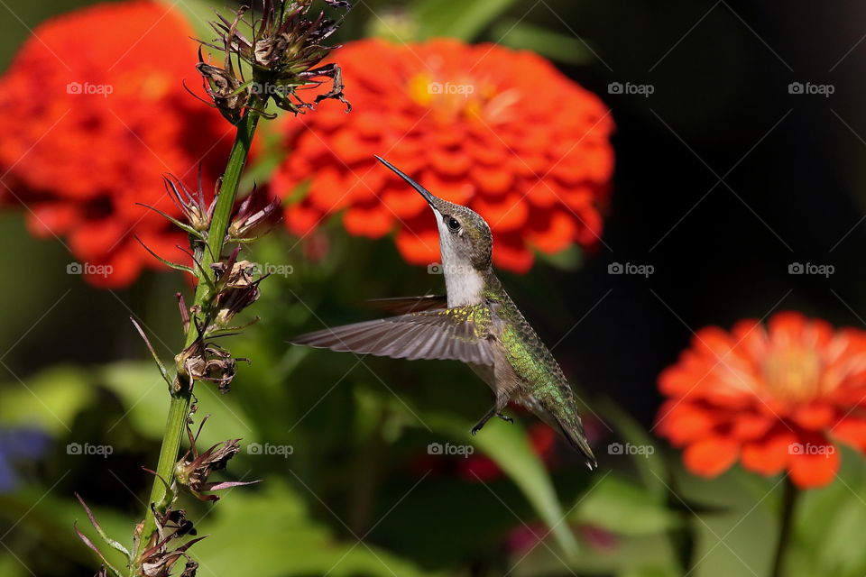 hummingbird in flight