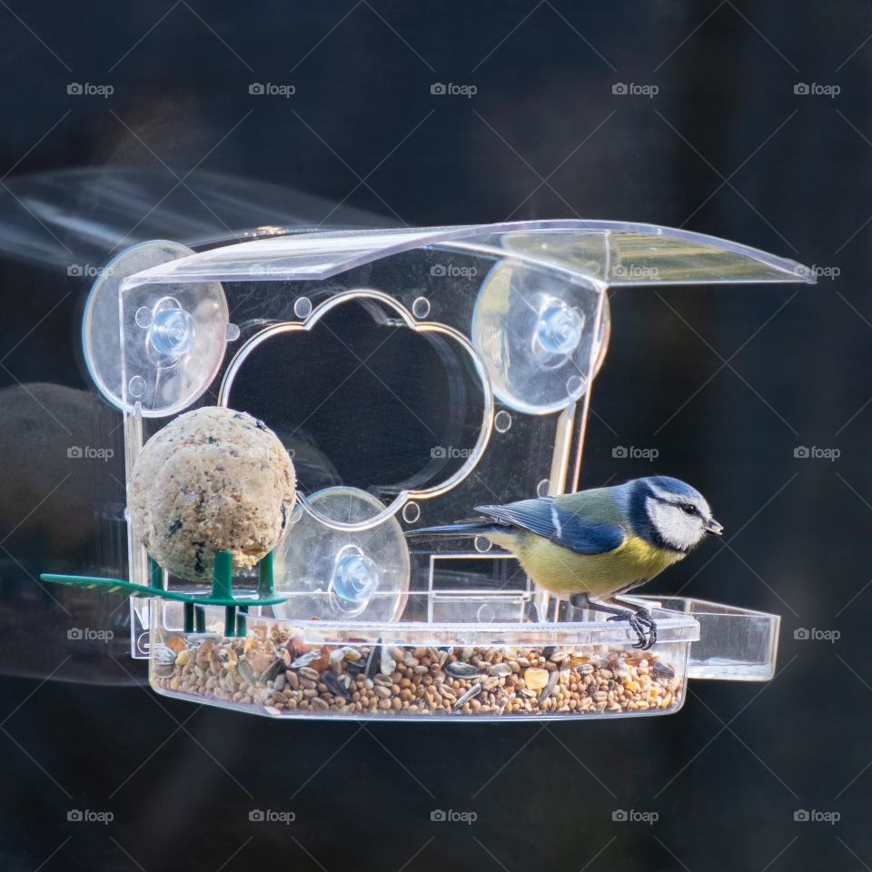 Bird at bird feeder